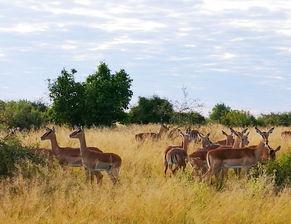 走进奥卡万戈,非洲腹地的人与自然交响曲