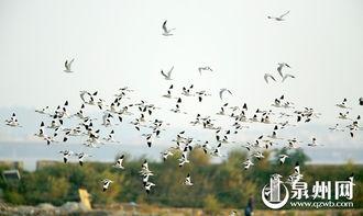 候鸟不再南飞,为何不再南飞